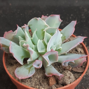 Echeveria Trumpet Pinky