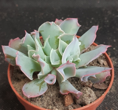 Echeveria Trumpet Pinky