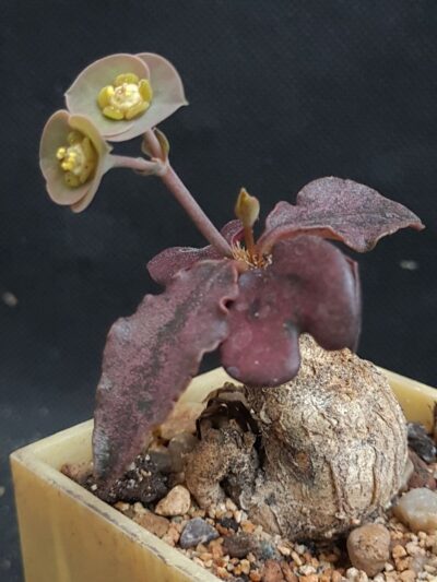 Euphorbia francoisii ssp.crassicaulis