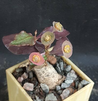 Euphorbia francoisii ssp.crassicaulis