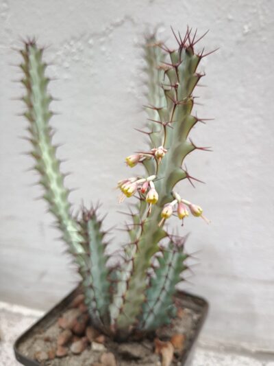 Euphorbia Greenwayi