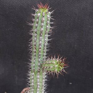 Euphorbia Baioensis