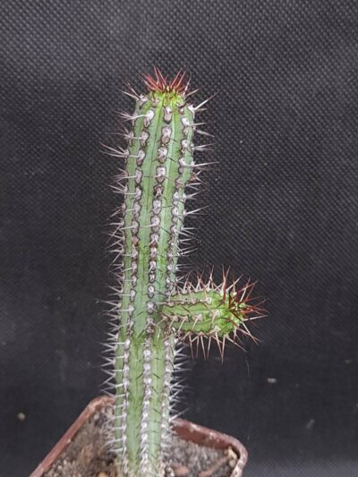Euphorbia Baioensis
