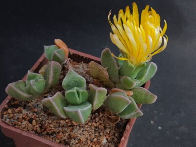Faucaria bosscheana