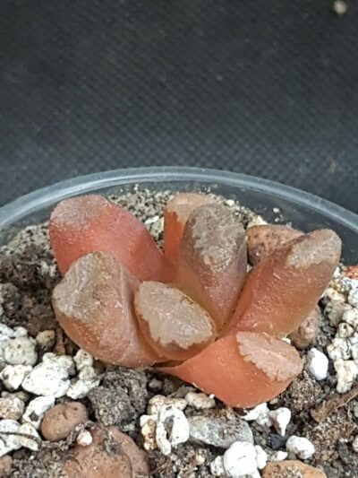 Haworthia Maughanii