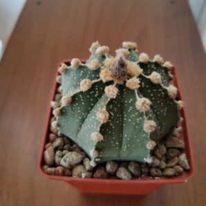 Astrophytum hubr. | 6