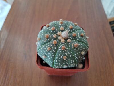 Astrophytum asterias