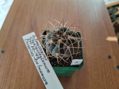 Gymnocalycium spegazzinii var. horizonthalonius STO 88-149
