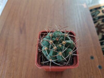 Gymnocalycium carminanthum