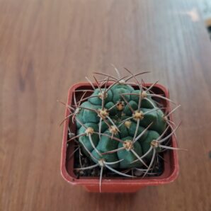 Gymnocalycium carminanthum | 46