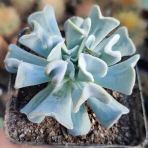 Echeveria Topsy-Turvy | 48
