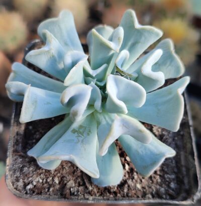 Echeveria Topsy-Turvy