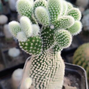 Opuntia Microdasys Alba | 75