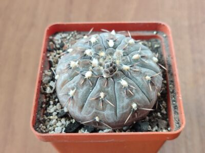 Gymnocalycium platygonum (basiatrum)