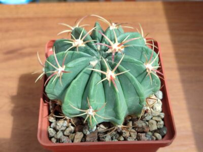 Ferocactus macrodiscus kohres