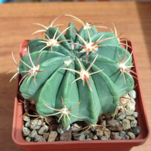 Ferocactus macrodiscus kohres | 38