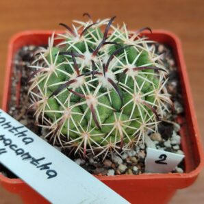 Coryphantha tripugionacantha L 1464 | 17