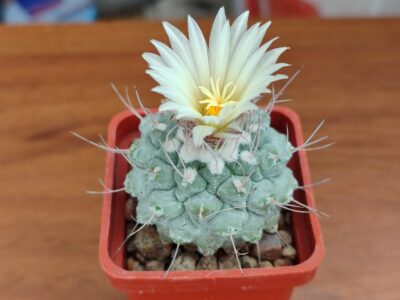 Strombocactus disciformis