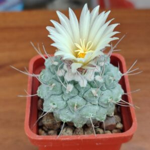 Strombocactus disciformis | 83