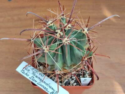 Ferocactus townsendianus Cabo San Lucas