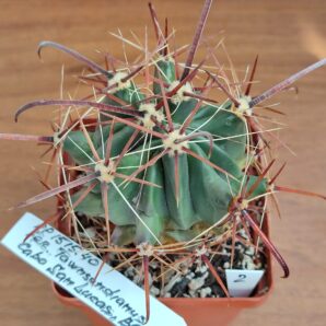 Ferocactus townsendianus Cabo San Lucas | 38