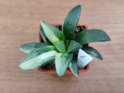 Haworthia Mutica Variegated