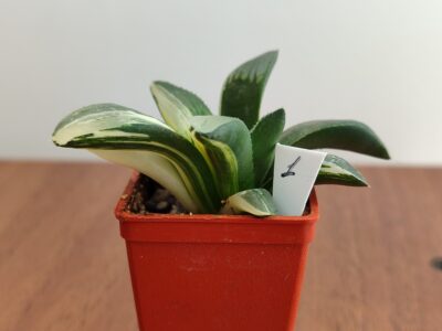 Haworthia Mutica Variegated - Зображення 2