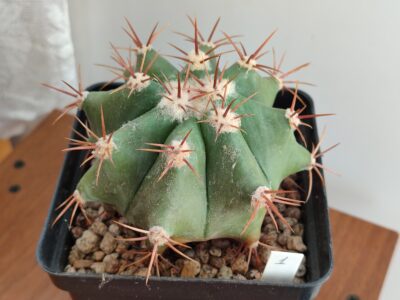 Echinocactus ingens CSD 22