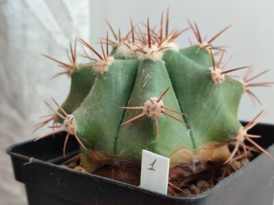 Echinocactus ingens CSD 22 - Зображення 2