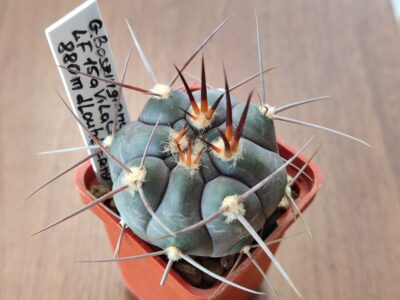 Gymnocalycium bozsingianum LF 15a