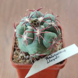 Thelocactus lloydii | 87