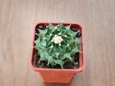 Obregonia denegrii