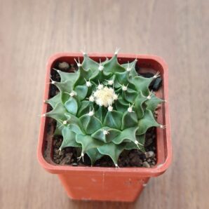 Obregonia denegrii | 65