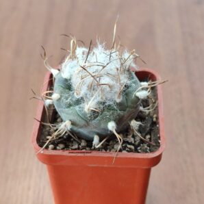 Turbinicarpus macrochele | 91