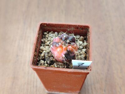 Gymnocalycium damsii variegata