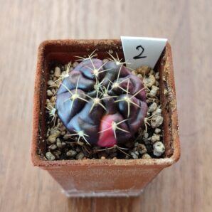 Gymnocalycium damsii variegata | 44