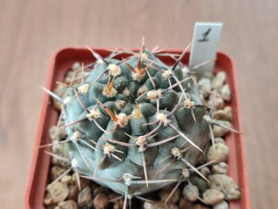 Gymnocalycium gibbosum
