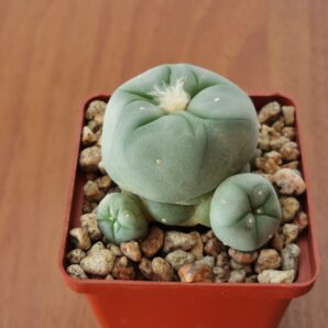Lophophora echinata var. diffusa | 53