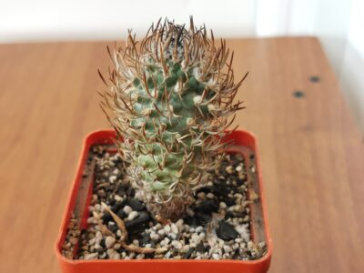 Turbinicarpus flaviflorus