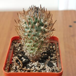 Turbinicarpus flaviflorus | 93