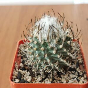 urbinicarpus gracilis | 91