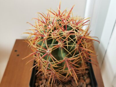 Ferocactus acanthodes