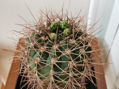 Gymnocalycium ferox 23 роки