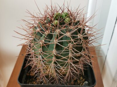 Gymnocalycium ferox 23 роки - Зображення 2