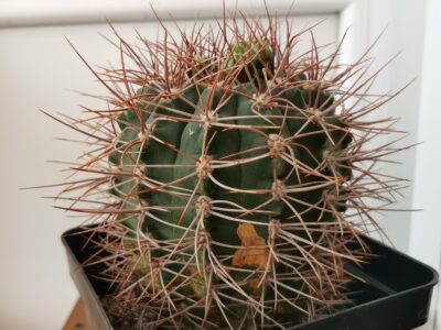 Gymnocalycium ferox 23 роки - Зображення 3