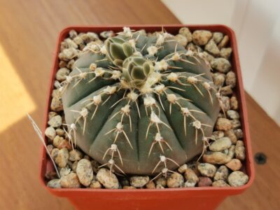 Gymnocalycium triacanthum
