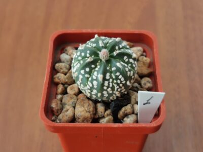 Astrophytum asterias 'Super Kabuto' hybrid