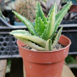 Aloe mitriformis var