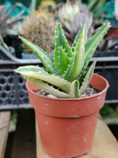 Aloe mitriformis var