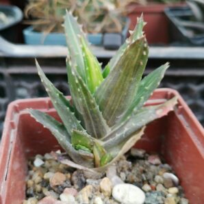 Aloe mitriformis var